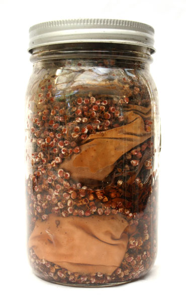 Steeped, portrait of jar #131 packed with Rhus sp. flower heads from Collected Color VII