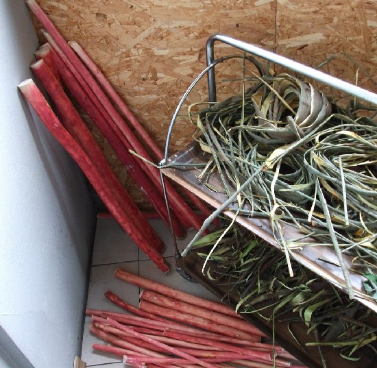 Goat Willow stems and bark