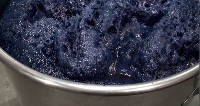 Aibana (indigo bubbles) ready to be collected