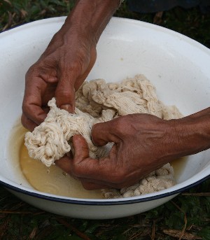 The cotton is soaked in sour water for about a week