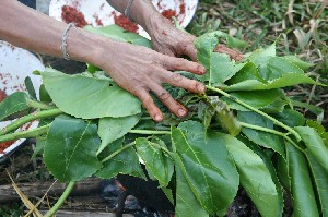 The pot covered with sour leaves