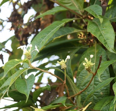 Morinda citrifolia leaves and blossoms