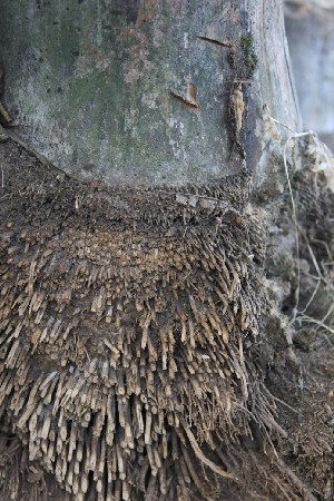 The exposed root system after many harvests