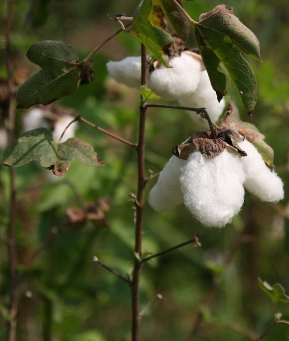 Organic cotton plant