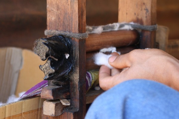 Traditional ginning of locally grown organic cotton