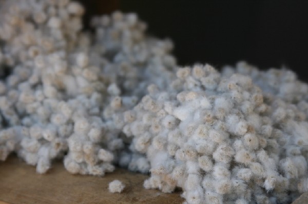 Cotton seeds left after the ginning process