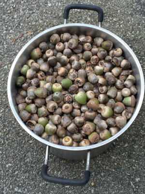 Dye pot full of acorns