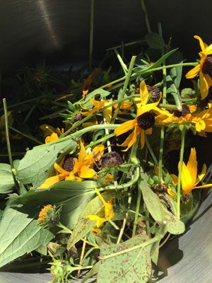 Rudbeckia ready for dyeing