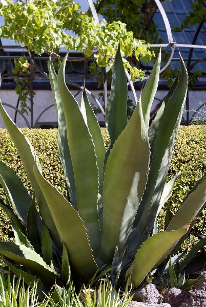 Agave americana (maguey)