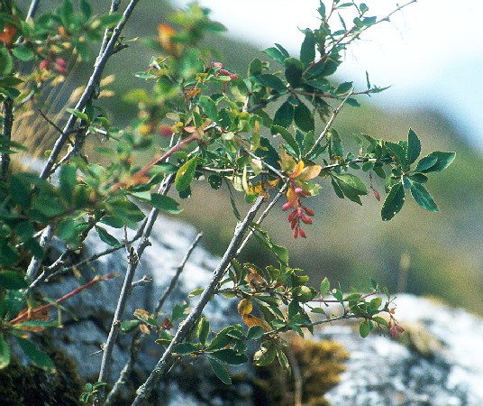 Berberis vulgaris (barberry)