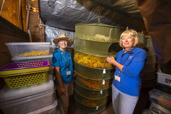 Volunteers drying dye flowers