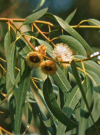 Eucalyptus globulus (blue gum)