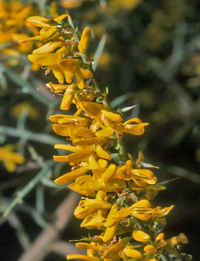 Genista scorpius (scorpion broom)