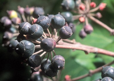 Hedera helix (ivy)