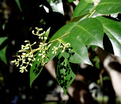 Ligustrum vulgare (common privet)