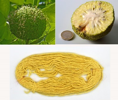 Maclura pomifera (Osage orange)