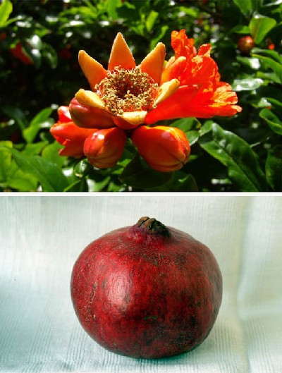 Punica granatum (pomegranate)