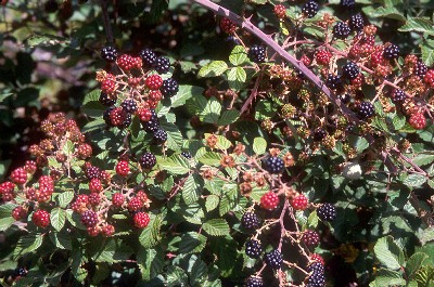 Rubus ulmifolius (blackberry)