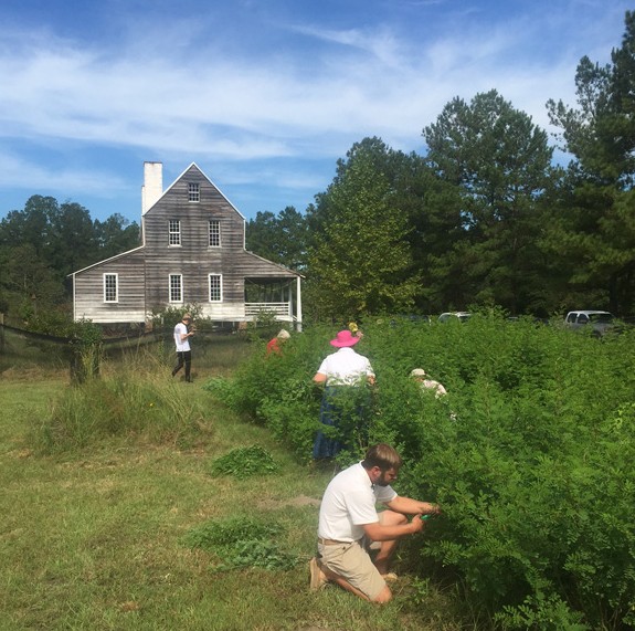 Harvest 2016 at the McCullough Farm