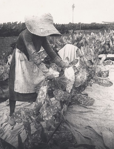 Harvesting cochineal in the 19th Century.