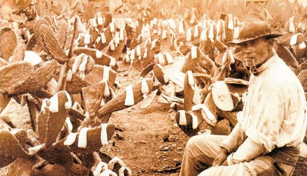 Inoculating cactus with cochineal insects in the 19th Century.