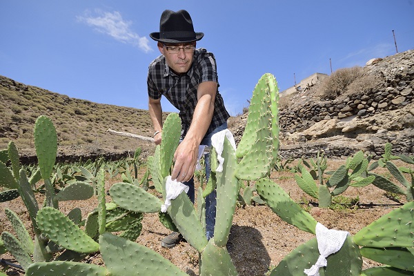 Inoculating cactus with cochineal insects today.