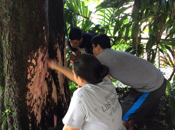 Students scraping an Oʻa tree on the American Samoa Community College campus.