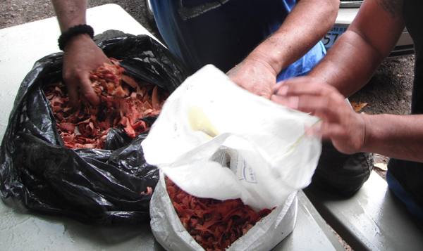 he Oʻa shavings are evenly placed into a rice bag.