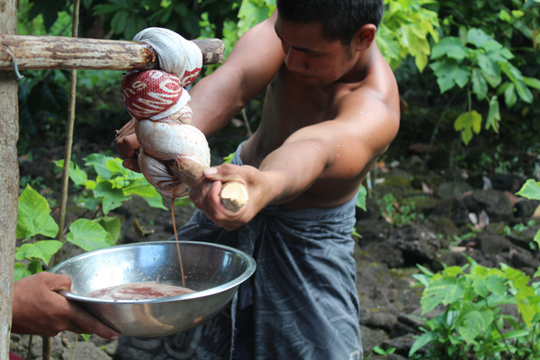 Squeezing the oʻa using a rice bag can produce a good amount of brown dye.