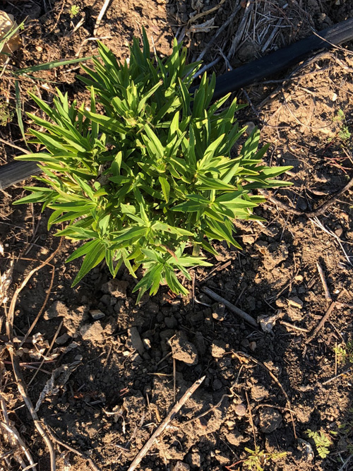 Tagetes lucida