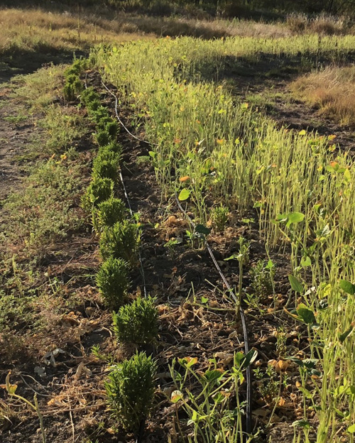 Tagetes lucida planted along a berm and swale