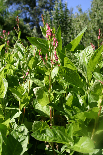 Persecaria tinctoria in September