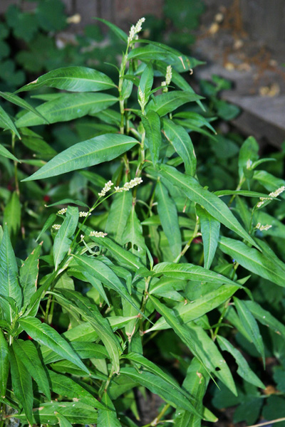 Persecaria maculosa in June