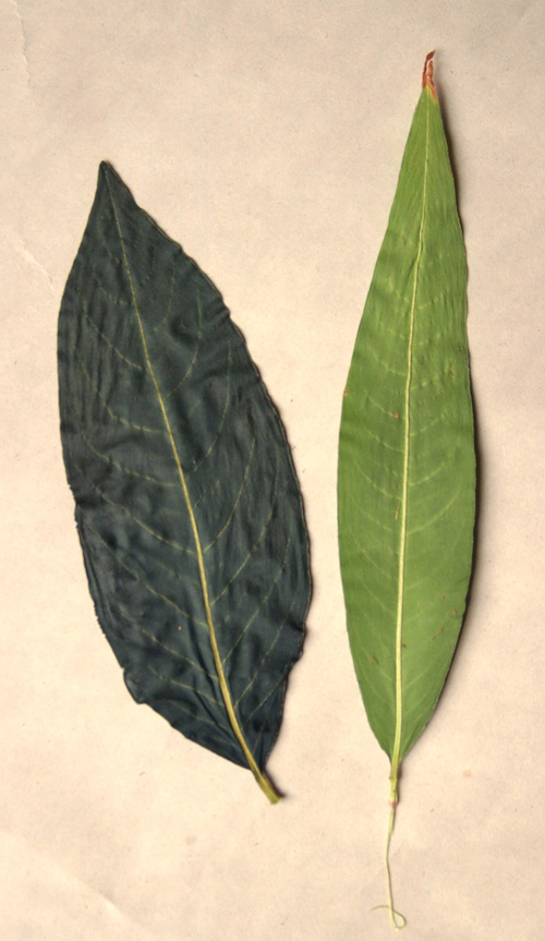 P. tinctoria, a rich forest-green when dried, compared to P. maculosa, a pale green. Both were picked the same morning and dried in tandem, pressed between sheets of newsprint and weighted.