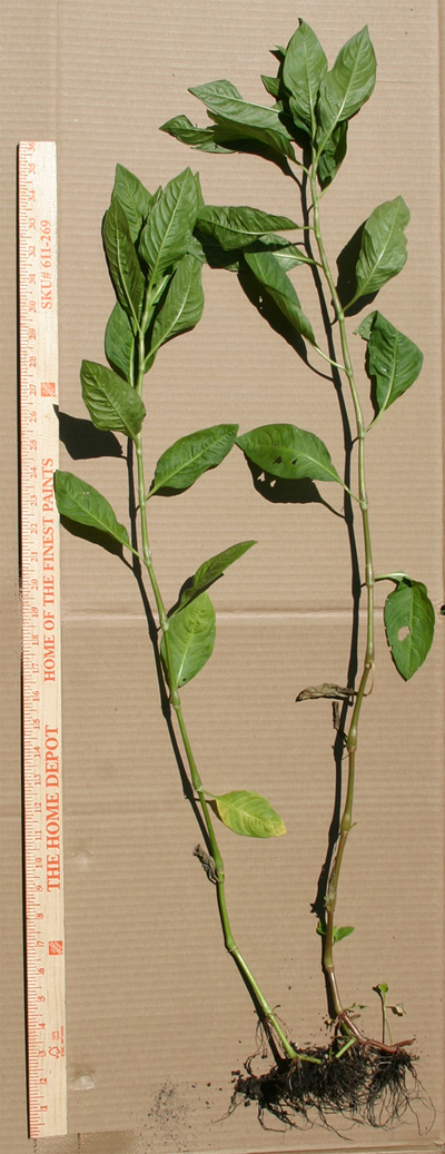 P. tinctoria