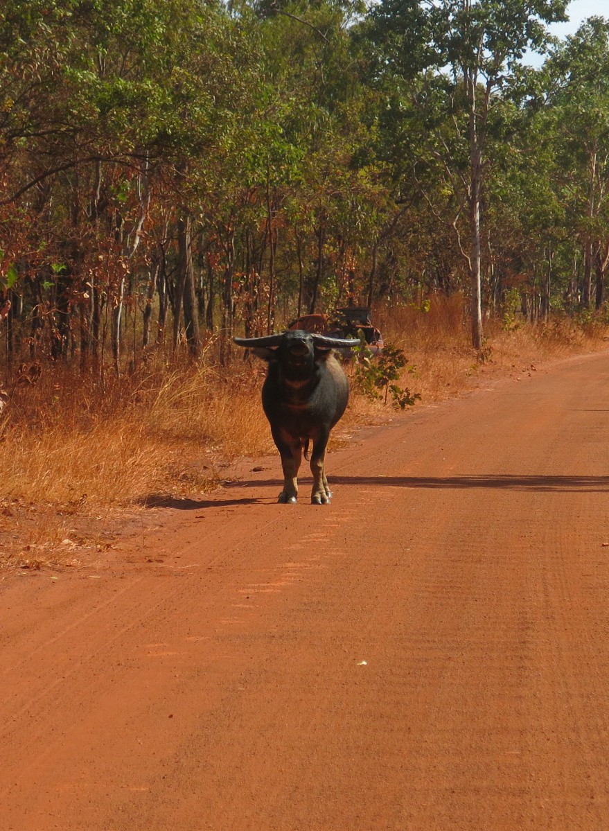 Figure 12. A Feral Water Buffalo on the Road