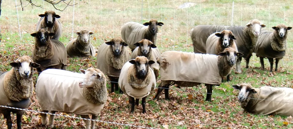 Long Ridge Farm's flock in the fall