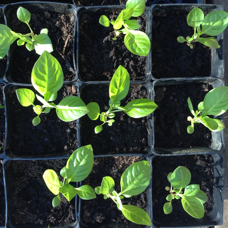 Persicaria tinctoria seedlings ready to go in the ground