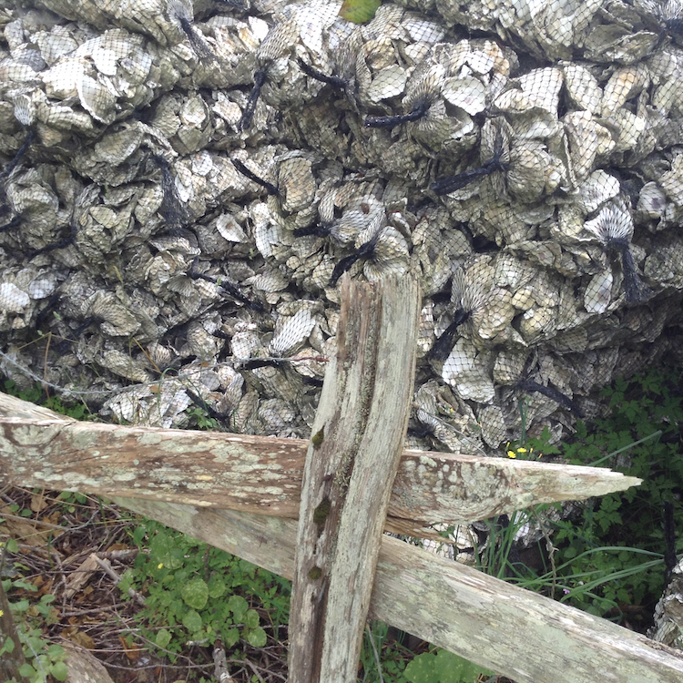 Bagged Oyster shells on the side of the road near an oyster processing plant