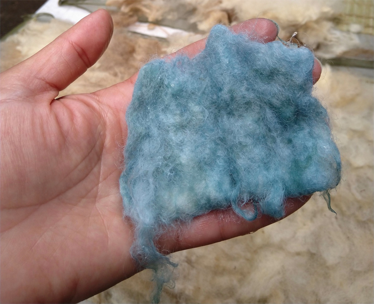 Sample dip of local wool felt in the Coastal Vat