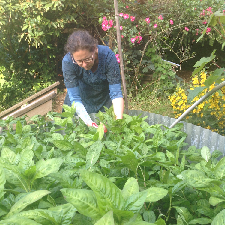 The <i>Persicaria tinctoria</i> grew very well even in my mostly shady yard