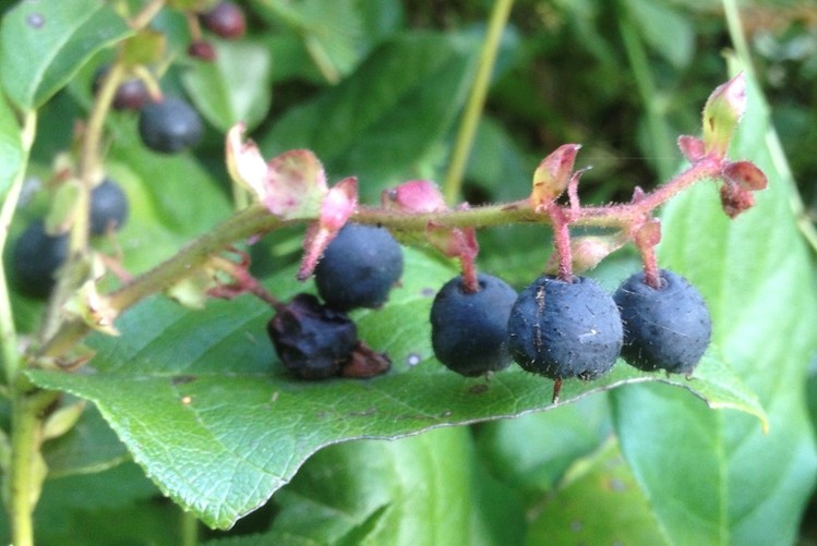 Ripe Berries of the Salal Plant, <i>Gualtheria shallon